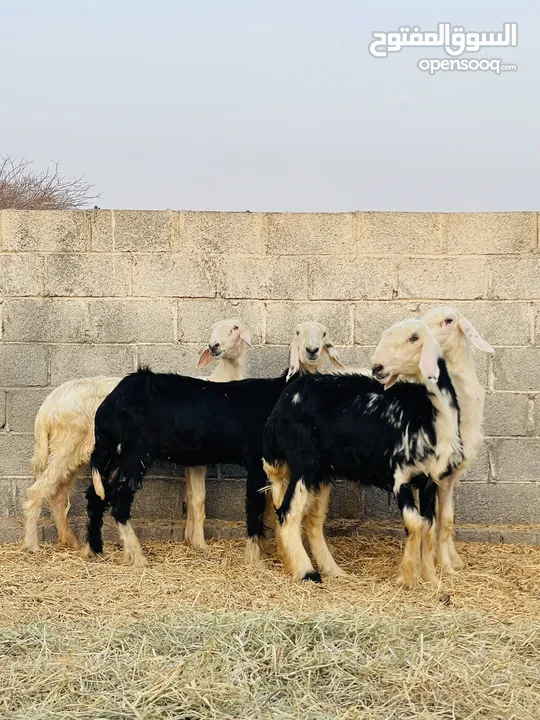 حملات نجديه + كبش. بيور