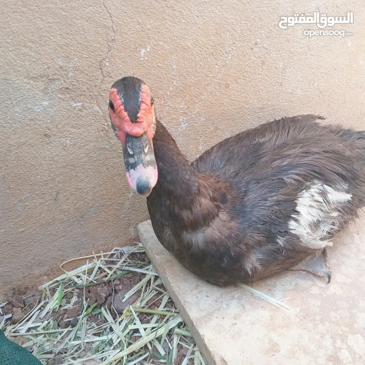 طيور بط للبيع