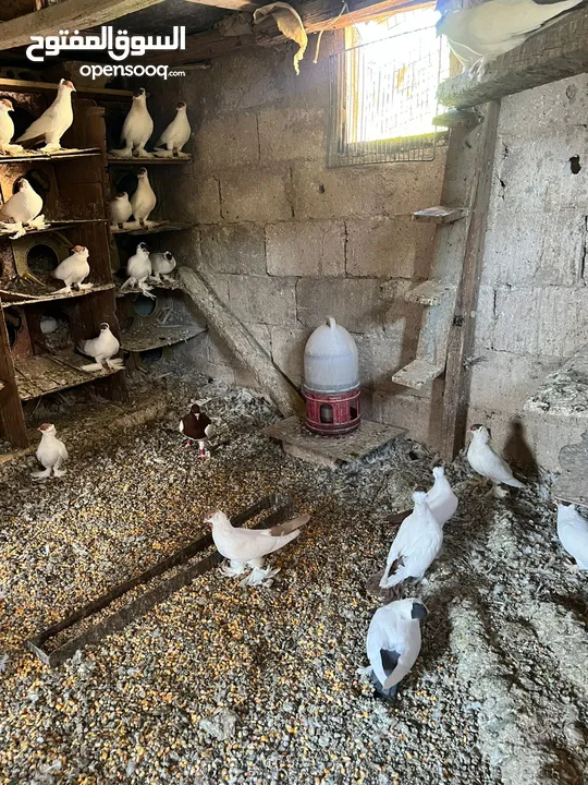 جواز بلونيات وجواز يهوديات