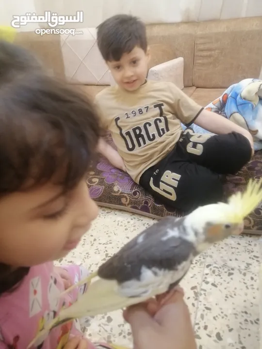 طيور كوكتيل