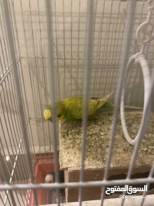 جوز عصافير حب (budgies)