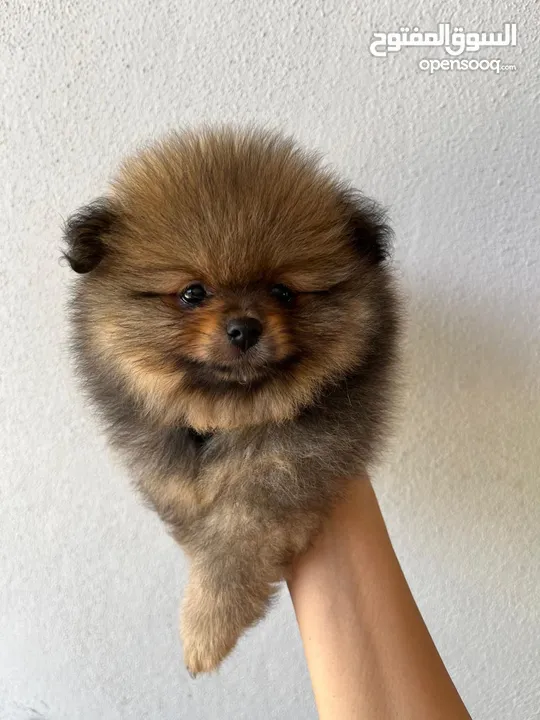 Pomeranian, 3 months كلب بوميرانيان ذكر عالي الجودة، عمره ثلاثة أشهر.
