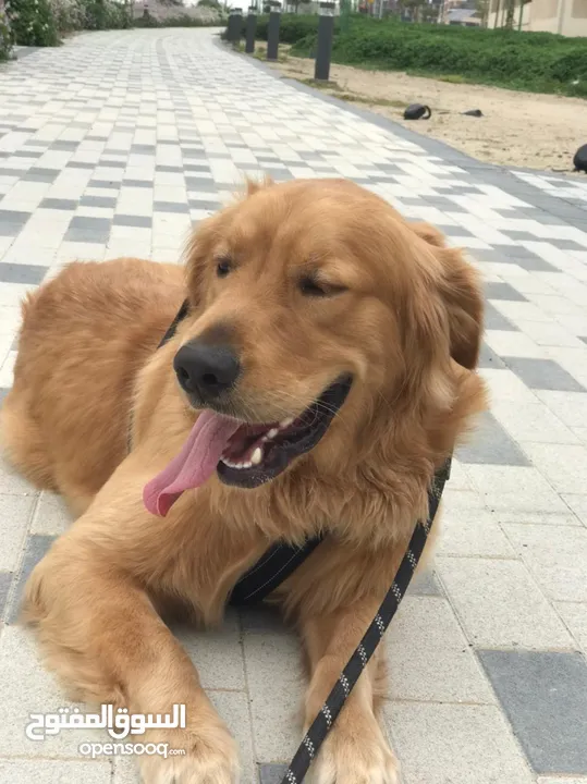 Golden retriever 1 years