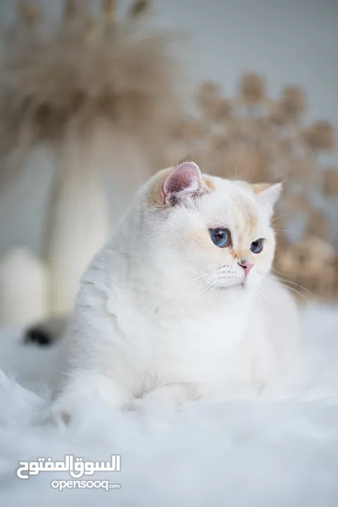 Scottish British shorthair longhair kittens British shorthair Scottish fold kittens Scottish