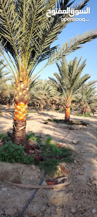 أشجار نخيل للبيع