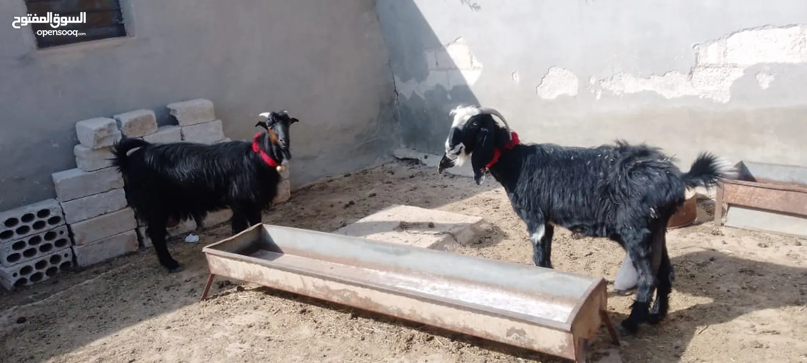 4معزا كفالة حليب 3خمسيات وحده جميع