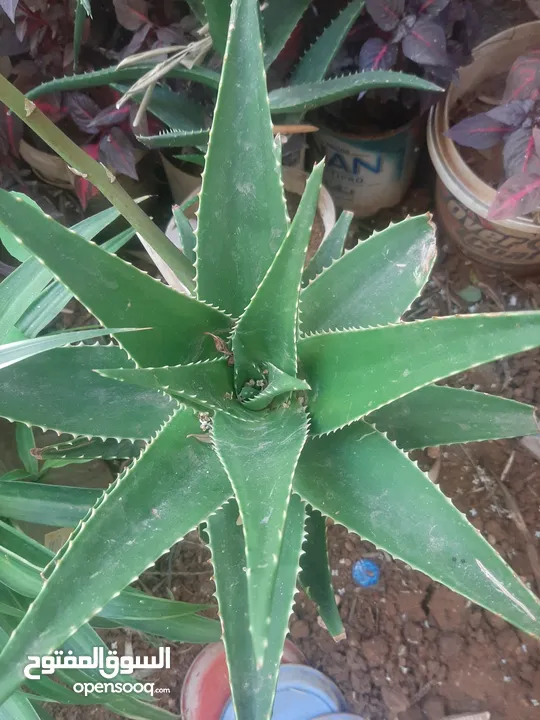 زريعه زينه للبيع