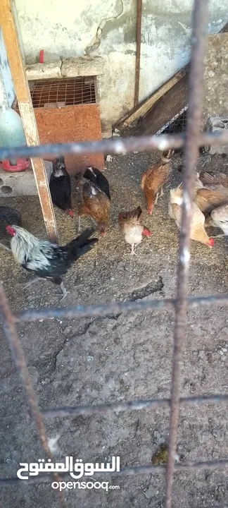 دجاج بلدي للبيع 15 جاجه وديكين