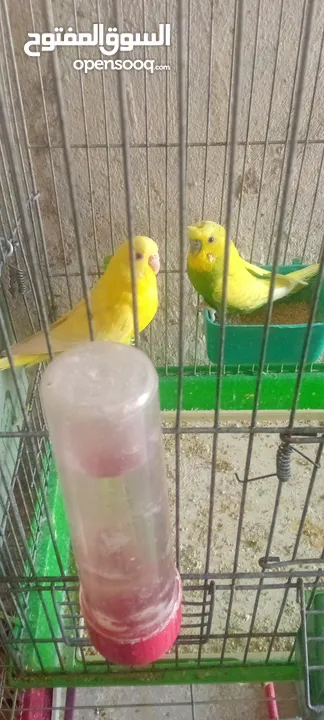 جواز حب شغاله