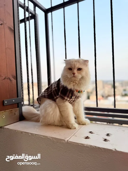 قط سكوتش فولد مميز منزلي اليف وسعره مناسب خالي من اي امراض او مشاكل صحية