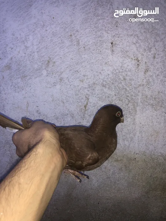 جوزين حمام للبيع