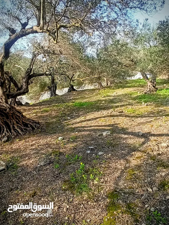 القبة الذهبية  شارع بلعا-دير الغصون