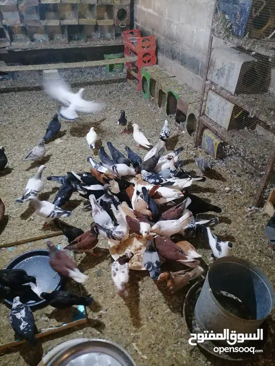 حمام مشكل للبيع