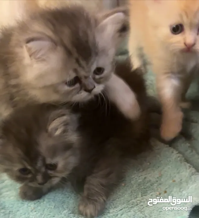 Peaky face cute kittens
