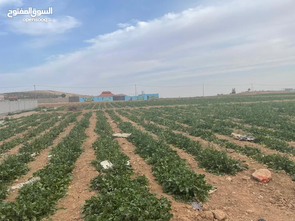 ارض زراعية في بلعما للبيع مساحتها 3500 متر