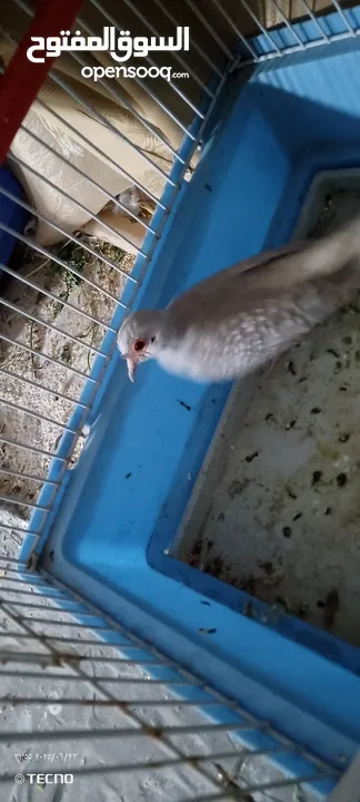 البيع طيره حمام ماسه صحه ونضافه جاهز