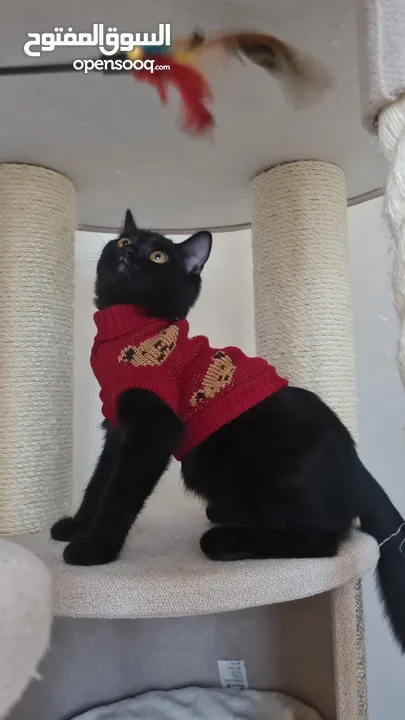 قطط كبيرة للتبني انواع مكس