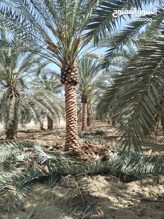 أشجار نخيل للبيع