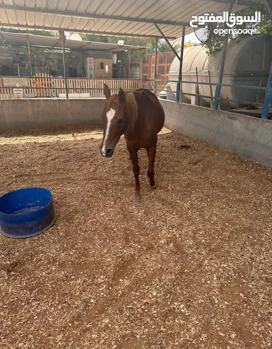 خيل عربيه للبيع