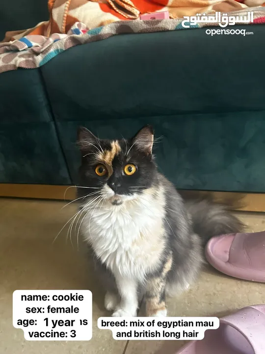 قطة للتبنيCat for adoption