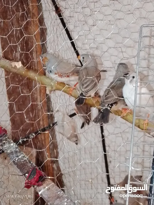 طيور جنه    27 حبه مخاليف