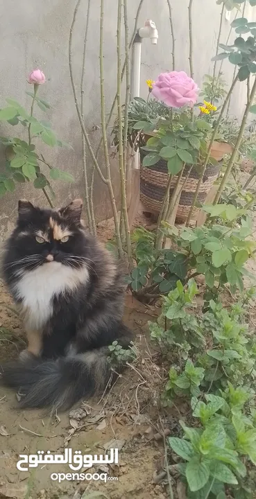 قطة شيرازي أنثى العمر عام ونص