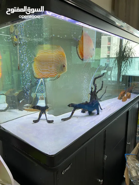 Complete aquarium solution (120 cm tank + hospital tank) + full accessories [+ 2 Discus fishes 5"]