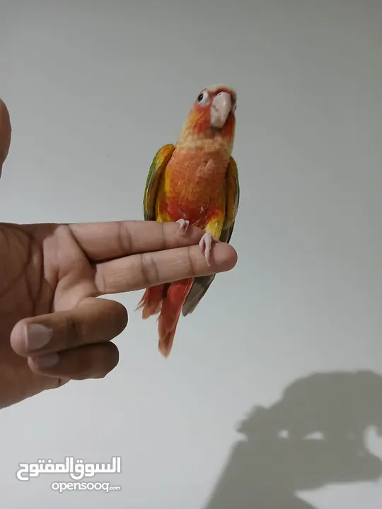 pineapple conure red factor