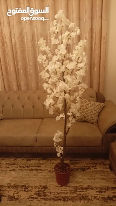أشجار لوزيات أغصان طبيعي