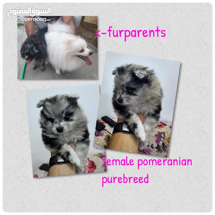 purebreed pomeranian puppies