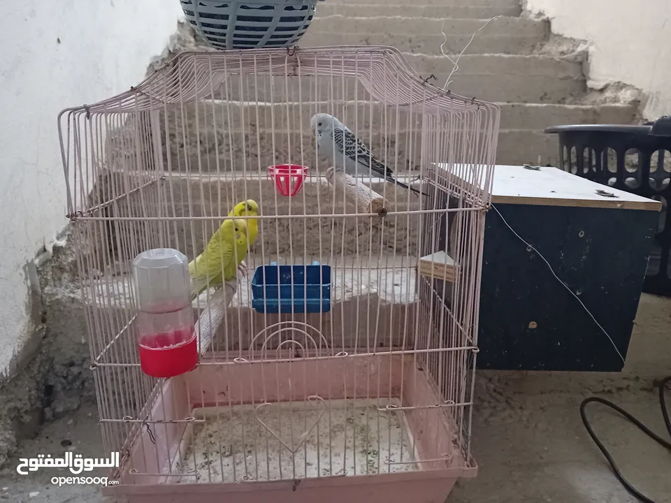 طيورحب  للبيع