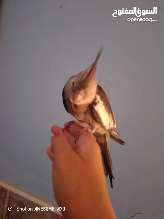 ببغاء كوكتيل وايت فيس اليف جدا
