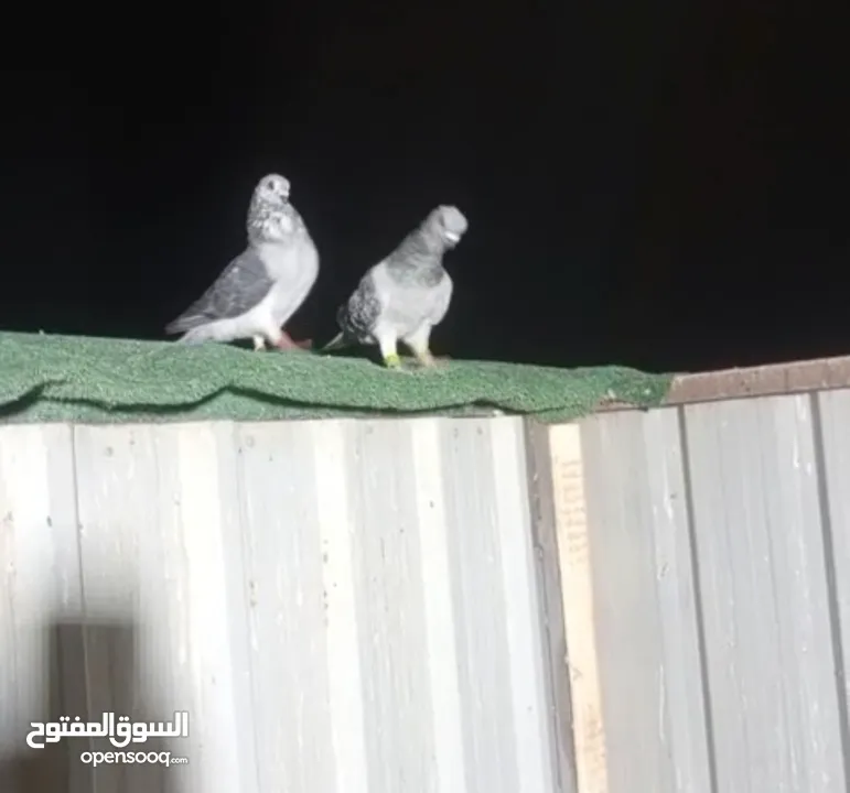 طيور حمام بسعر حرق
