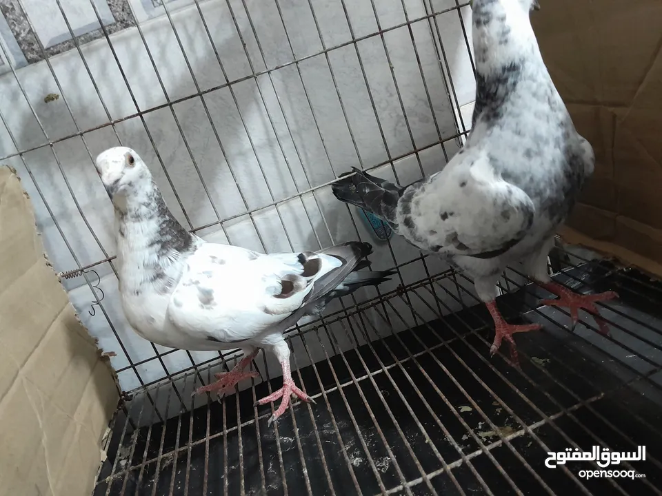 قصيين كرزلى القص زغلولين كشك بنيدى  شابةهزاز  دكر زايف بكستانى