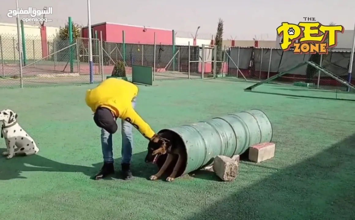 حمم كلبك بهالصيف