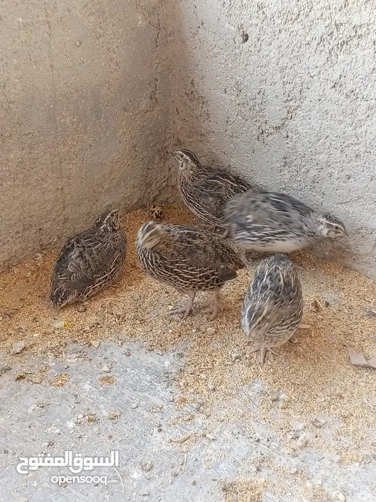 فربات للبيع ....