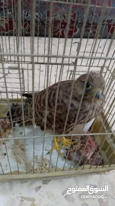 فرخ صقيري حر للبيع