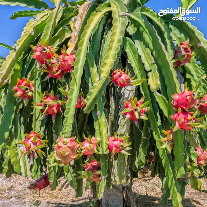 شتل فاكهه التنين