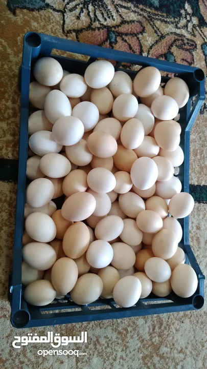 بيض عماني بلدي وايضا حليب الغنم والابقار