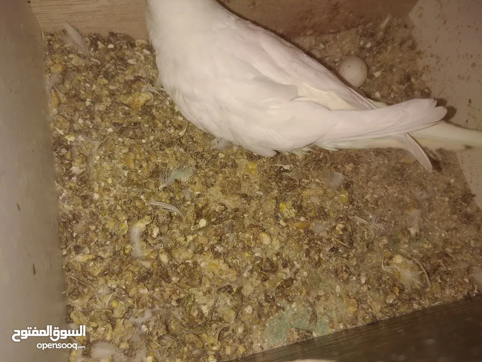 3 جواز حب مع فراخ  بيض مقفصات للبيع