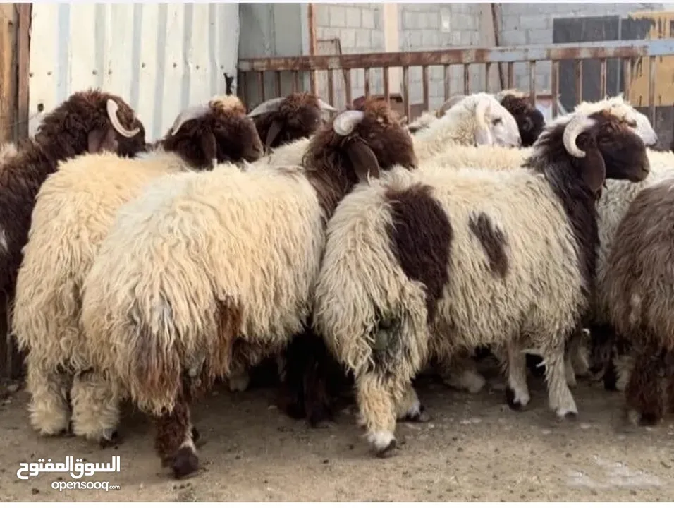 موجود خرفان بلدي أوزان 40/50/60 اقل سعر في الاردن حرق الكيلو على 4.90 اقل من هيك ما فيها