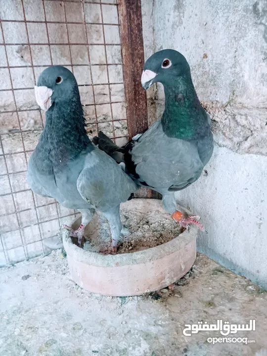 جواز نخب اول