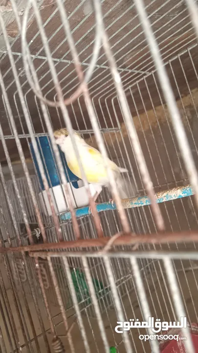عصفير كناري
