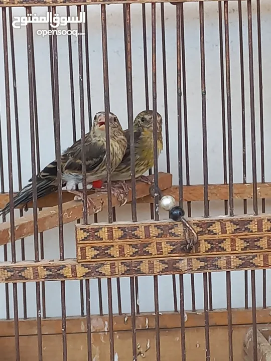 فراخ بندوق حسون للبيع