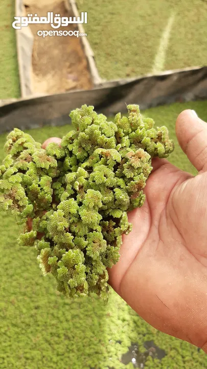 ازولا الاردنيه