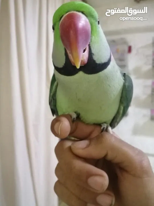 فحل كاسندرا طوق كامل أليف 100%