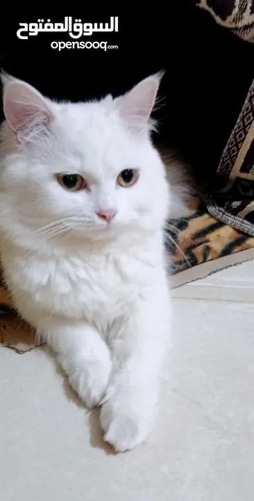 صلي ع النبي