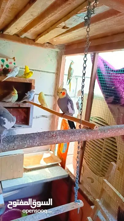 مجموعة طيور للبيع