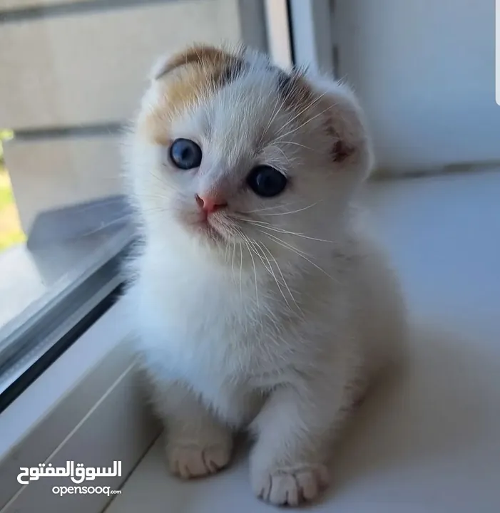 Munchkin kitten