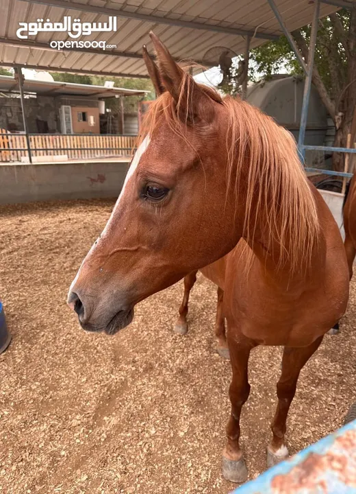 خيل عربيه للبيع